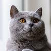 Aarons Animals - @bernardyork - TikTok
