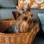 Bernard the Yorkie 🐾 | UGC & Dog Blog - @bernard.yorkshire - Instagram