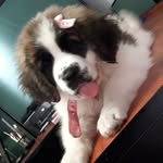 Luna Bernarda 🐕 - @lunabernarda_ - Instagram