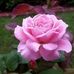 Bernardina Sanchez - Facebook