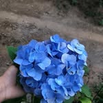 Bernardina Sanchez - @bernardina6164 - Instagram