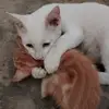 Bernardino Torres - @bernardino.torres916 - TikTok