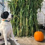 Louie Bernardo Baker - @farm_dog_louie - Instagram