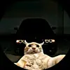 Bernardo - @bernardo_becker - TikTok