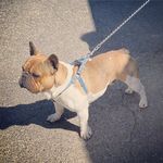 Bernardo Benavides - @good_life_fenchie_209 - Instagram