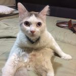 Bernardo Benito🐾 - @bennypaloscuates - Instagram