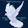 Bernardo Brito - @britho19.com - TikTok