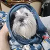 Bê - @_bernardo.chamorro_ - TikTok