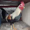 cómo siempre - @bernardosanchez765 - TikTok