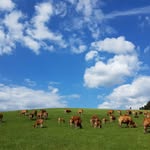 Bernd Peters - @biohofpeters - Instagram