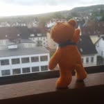 Bernd goes wild 🥓 - @bernd_the_bear - Instagram