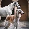 berndwild - @berndwild1 - TikTok