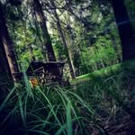Bernhard_Gruber - @my_cpictures - Instagram