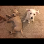 Bernie & Archer 🐾 - @bernieandarcher - Instagram
