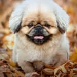 Bernice Bauer - @pearlfrances013 - Instagram