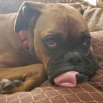 Bernice Elizabeth - @bernice_the_boxer - Instagram