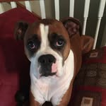 Bernice The Boxer - @bernicetheboxer - Instagram