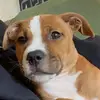 Bernice Caldwell🐕❤️ - @bernice.caldwell0 - TikTok