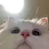 Bernice Duran - @berniceduran7036 - TikTok
