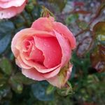 Bernie Mccormick - @bernie.mccormick.547 - Instagram
