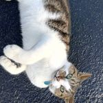 Bernie McGuire - @sidneysunsetcat - Instagram