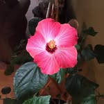 Bernice Mills - @real.shanty.5 - Instagram