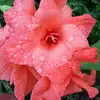 Bernice Milton711 - @bernicemilton1212 - TikTok