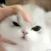 BERNICE GOH YU XUAN Moe - @bernice.goh.yu.xu - TikTok