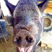Piggums &amp; Bernice at Classic Rock Stone Yard - Facebook