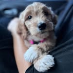 Bernie Sage - @bernie.sage - Instagram
