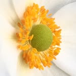 Bernice Simpson - @bernicegrows - Instagram