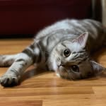 @bernie_the_tiger - Instagram