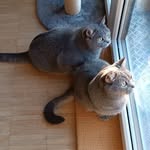 Tiger🐅_und_Bernie🦁 - @tiger_bernie_bkh_bsh_bros - Instagram