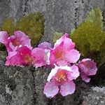 Bernice Tolbert - @inspiringartimages - Instagram