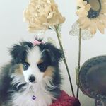 Bernice Toy Aussie - @bernice_aussie - Instagram