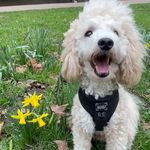Bernie the toy poodle - @berniesayshi - Instagram