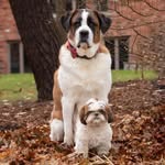 Bernie And Walter - @bernice_walter_best_dogs - Instagram