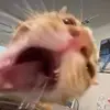 Bernice Watt - @bernice.watt66 - TikTok