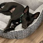 Bernice Welch - @bernice.thedog - Instagram