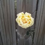 Bernice Nivens - @bernice.wells.18 - Instagram