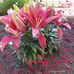 Bernice Westfall - Facebook