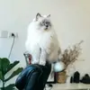 Cat_lover - @bernicewheeler5 - TikTok