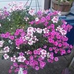 Bernice Whitney - @bernicewhitney - Instagram