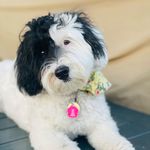 🐶Hadley Bernice Hank Willard🐾 - @hadley_n_hank - Instagram