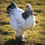 Bernice_Wilson_Chicken - @bernice_wilson_chicken - Instagram