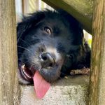 Bernice Witt - @bernicemysheddingdoodle - Instagram