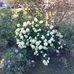 Bernice Abbott - Facebook