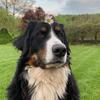 Bernie - @bernie_bernese - TikTok