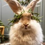 Bernie Angora - @bernie_angora - Instagram