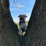 Bernie Bates - @bernie_the_asbo_dog - Instagram